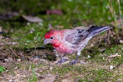 House Finch (Haemorhous mexicanus)