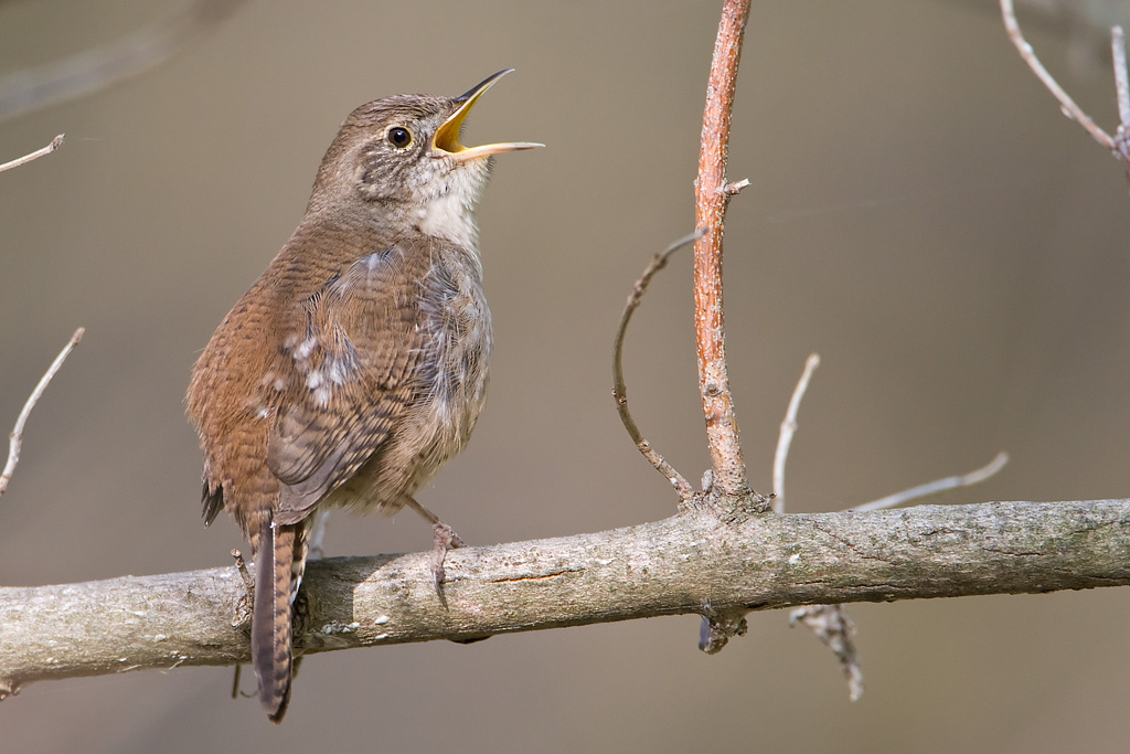 House Wren (Troglodytes aedon)