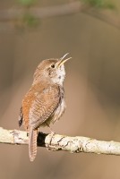 House Wren (Troglodytes aedon)