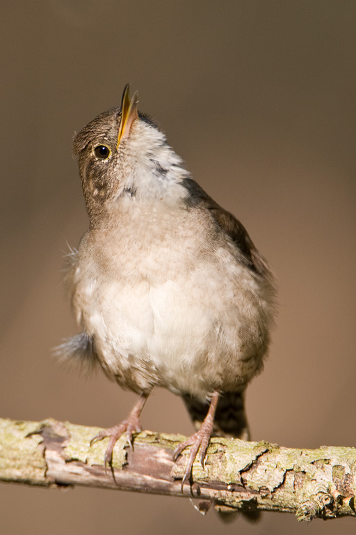 House Wren (Troglodytes aedon)