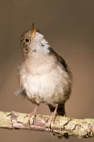 House Wren (Troglodytes aedon)