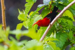 Iiwi (Vestiaria coccinea)