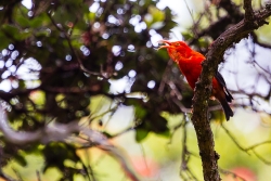 Iiwi (Vestiaria coccinea)