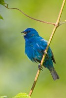 Indigo Bunting (Passerina cyanea)