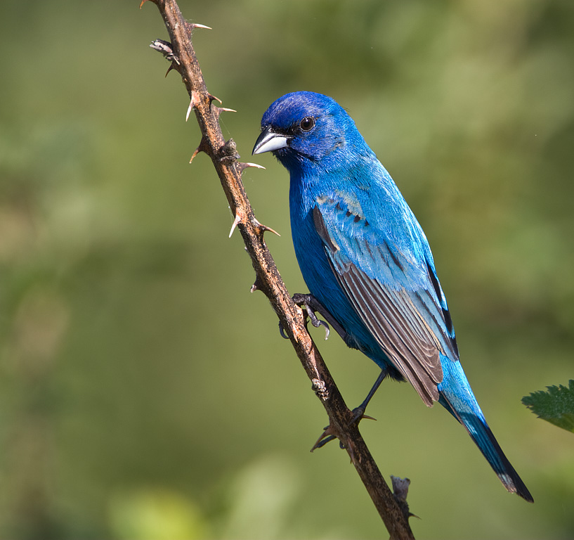 Indigo Bunting (Passerina cyanea)