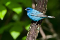 Indigo Buntina (Passerina cyanea)