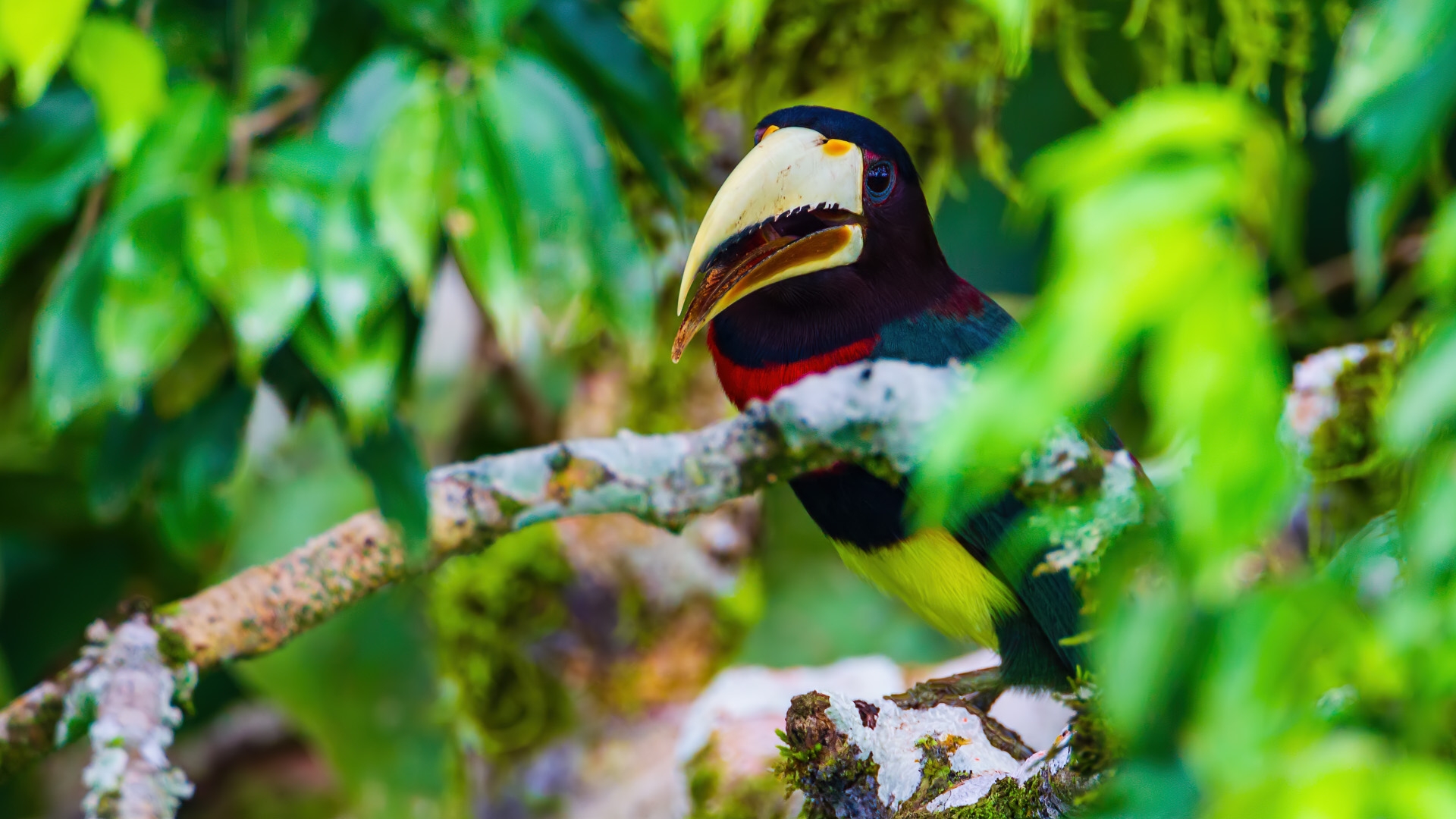 Ivory-billed Aracari (Pteroglossus azara)