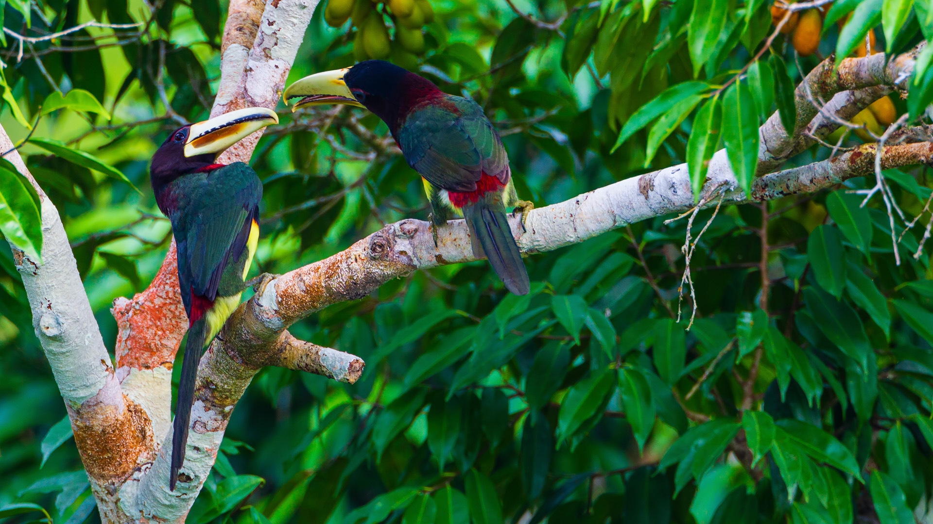 Ivory-billed Aracari (Pteroglossus azara)