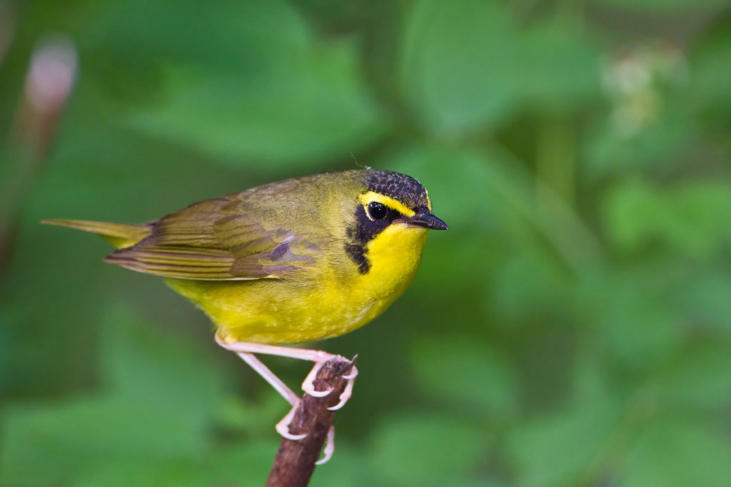 Kentucky Warbler (Oporornis formosus)