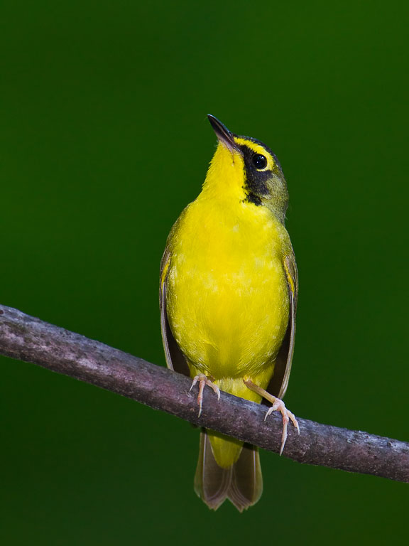 Kentucky Warbler (Oporornis formosus)