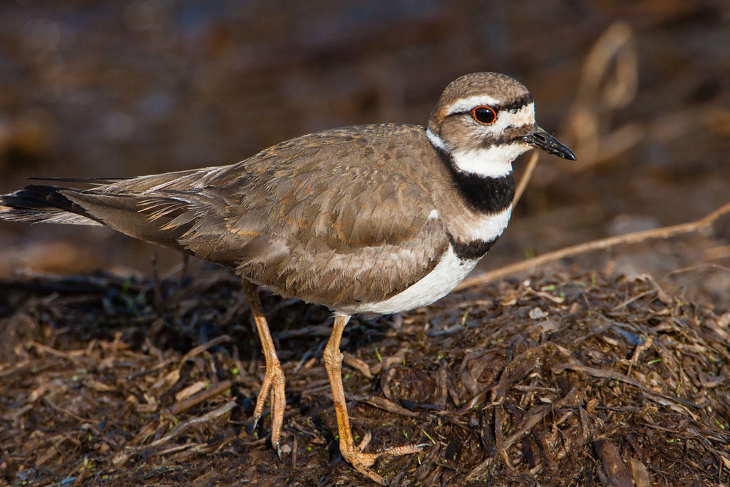 Killdeer (Charadrius vociferus)