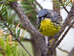 Kirtland's Warbler (Dendroica kirtlandii)