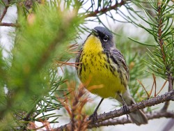 Kirtland's Warbler (Dendroica kirtlandii)