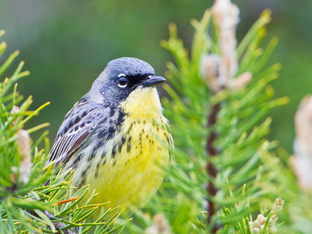 Kirtland's Warbler (Dendroica kirtlandii)