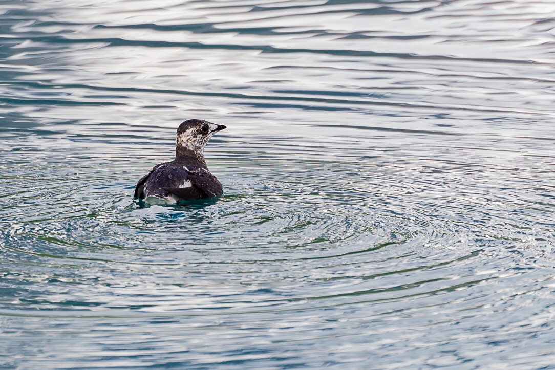 Kitlitz's Murrelet (Brachyramphus brevirostris)