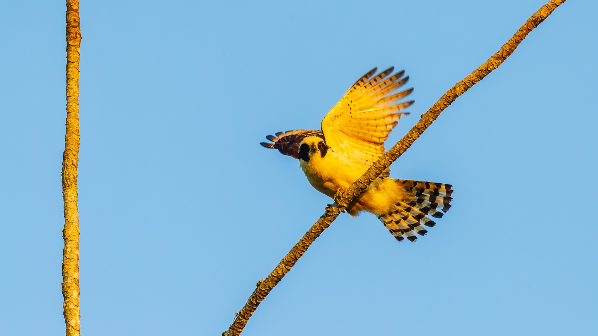 Laughing Falcon (Herpetotheres cachinnans)