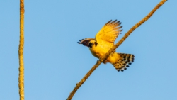 Laughing Falcon (Herpetotheres cachinnans)