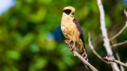 Laughing Falcon (Herpetotheres cachinnans)