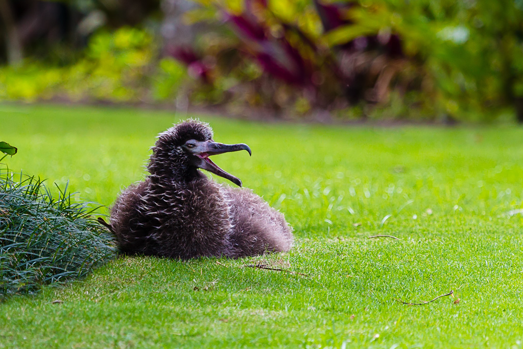 Laysan Albatross (Phoebastria immutabilis)