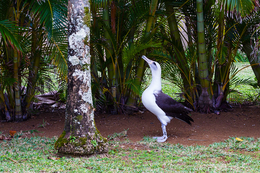 Laysan Albatross (Phoebastria immutabilis)