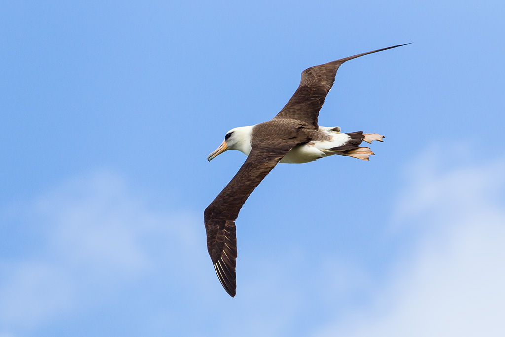 Laysan Albatross (Phoebastria immutabilis)