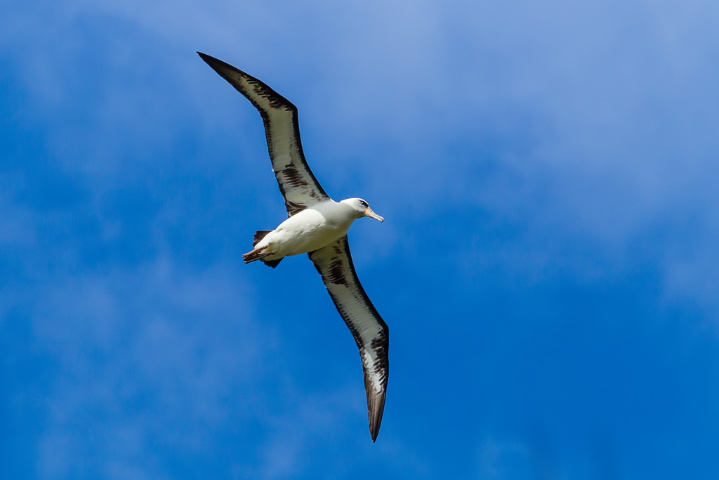 Laysan Albatross (Phoebastria immutabilis)