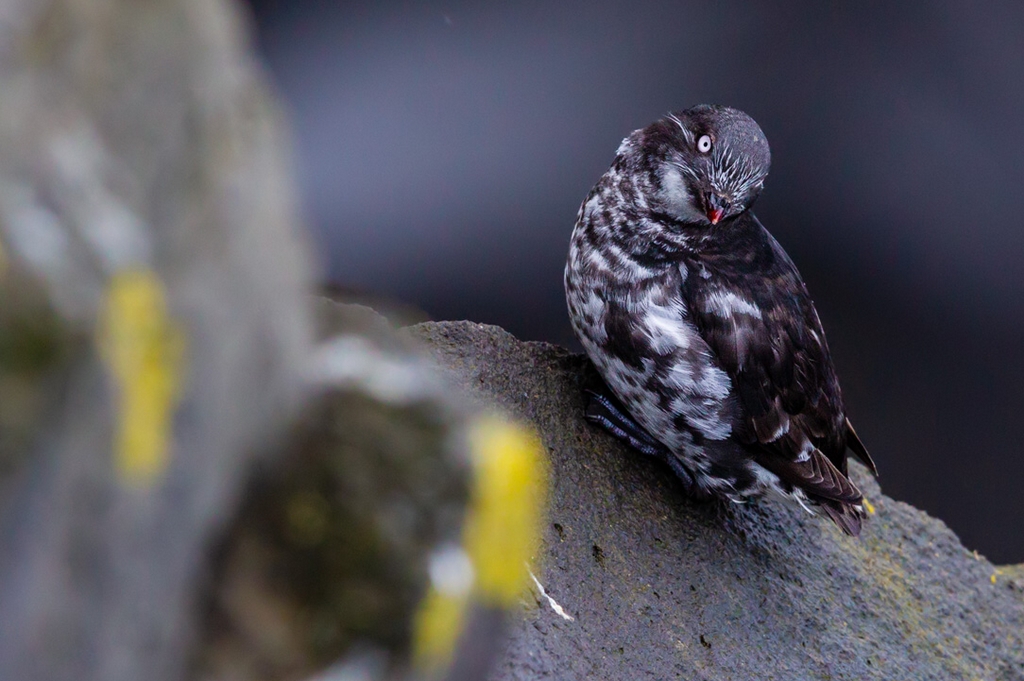 Least Auklet (Aethia pusilla)