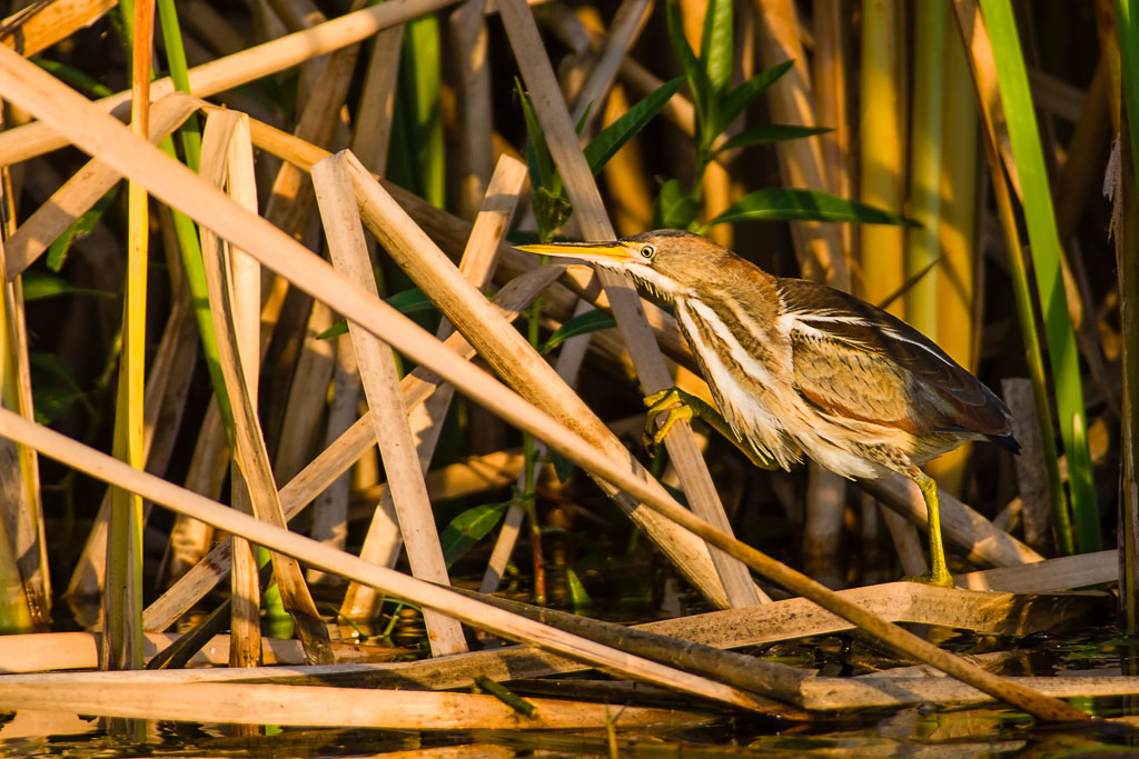 Least Bittern (Ixobrychus exilis)