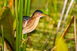 Least Bittern (Ixobrychus exilis)