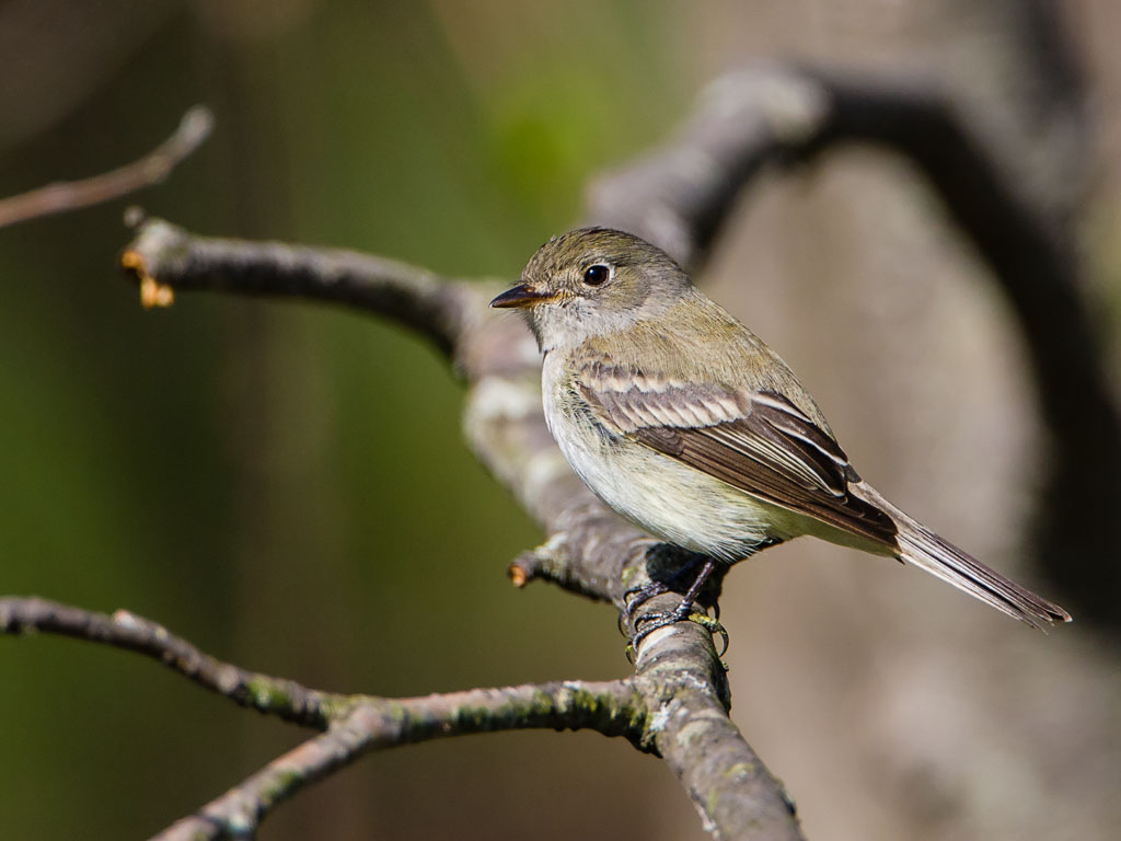 Least Flycatcher (Empidonax minimus)