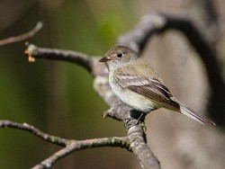 Least Flycatcher (Empidonax minimus)