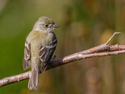 Least Flycatcher (Empidonax minimus)