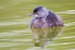 Least Grebe (Tachybaptus dominicus)