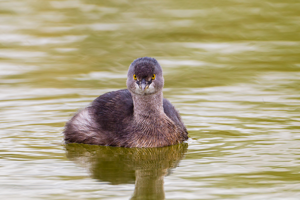 Least Grebe (Tachybaptus dominicus)