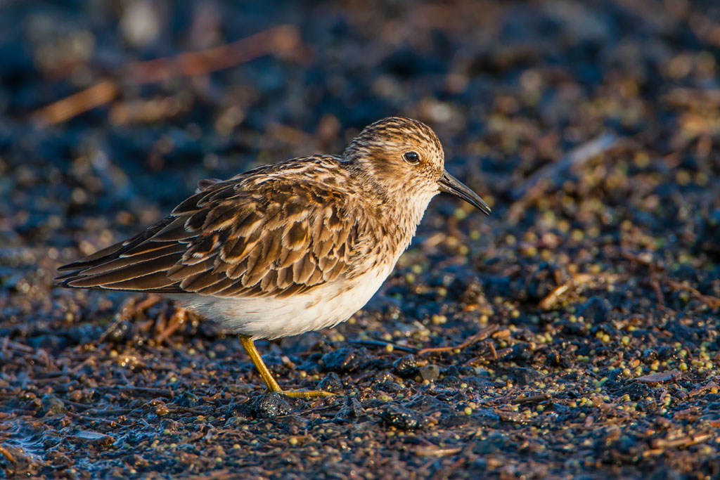 Least Sandpiper (Calidris minutilla)