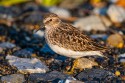 Least Sandpiper (Calidris minutilla)