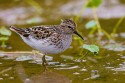 Least Sandpiper (Calidris minutilla)