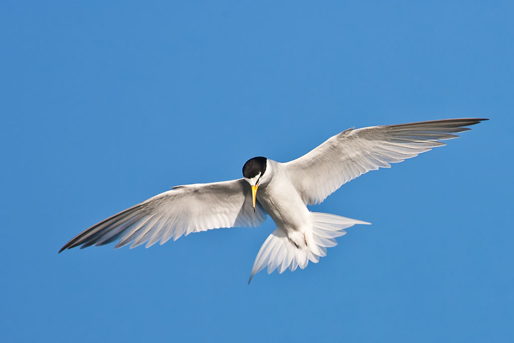 Least Tern (Sterna antillarum)