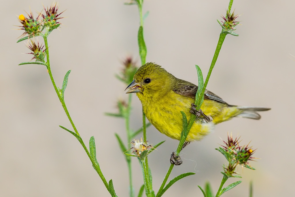 Lesser Goldfinch (Spinus psaltria)