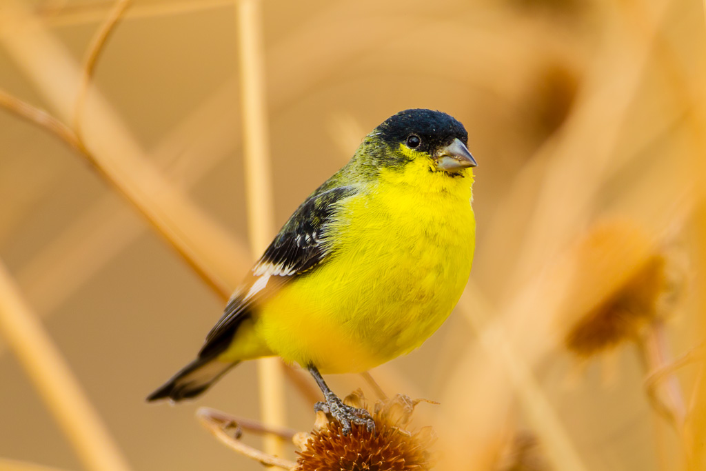 Lesser Goldfinch (Carduelis psaltria)