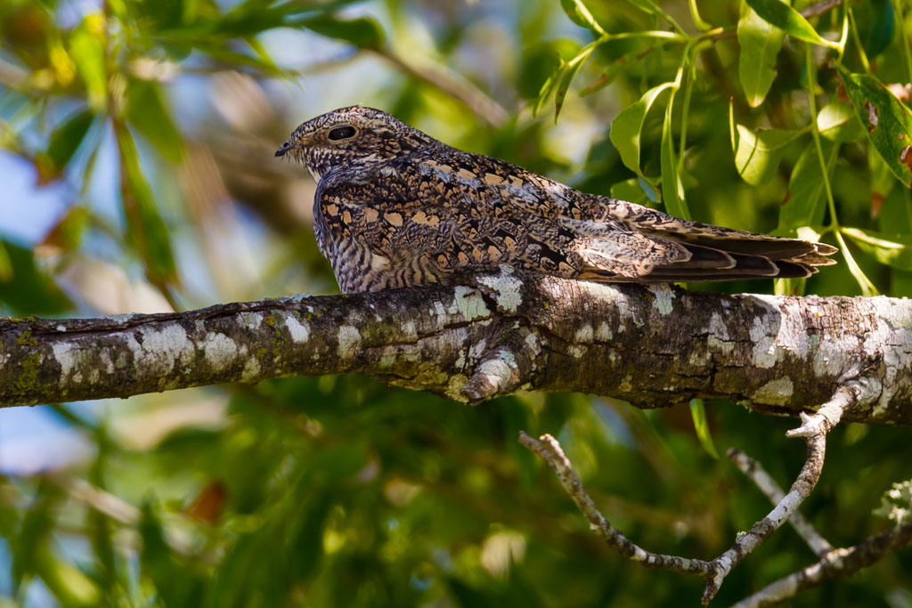 Lesser Nighthawk (Chordeiles acutipennis)