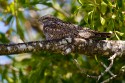 Lesser Nighthawk (Chordeiles acutipennis)