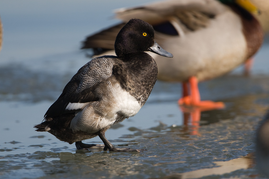 Lesser Scaup (Aythya affinis)