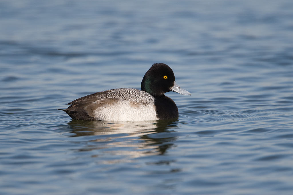 Lesser Scaup (Aythya affinis)