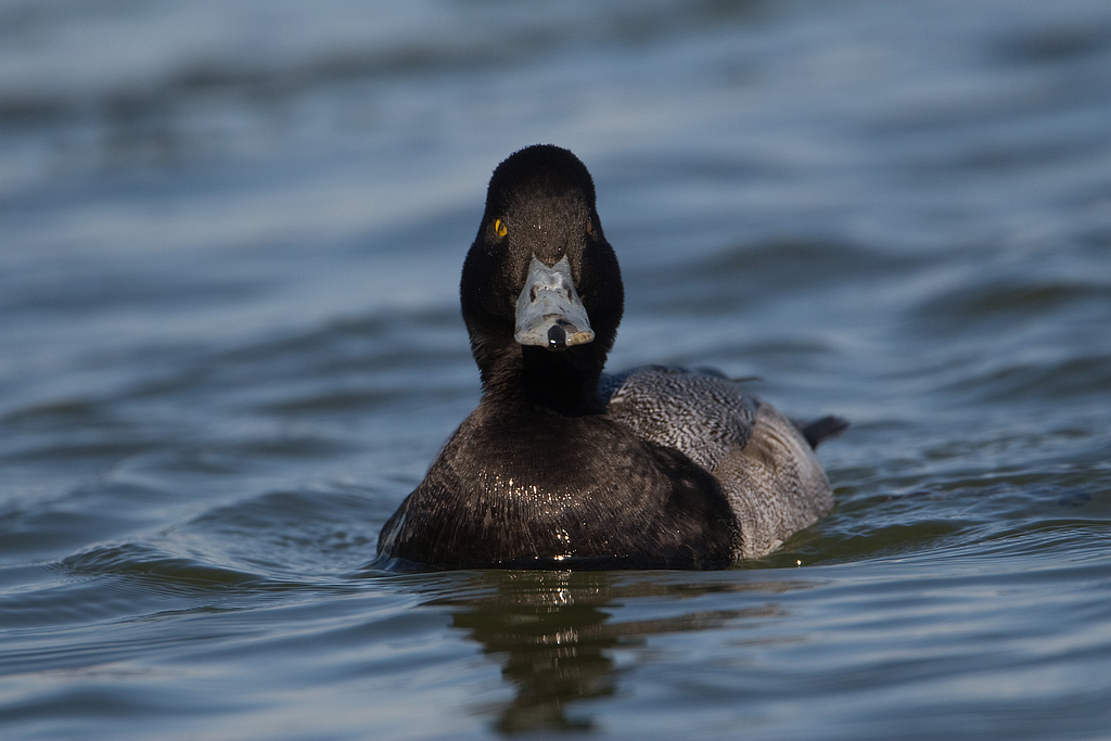 Lesser Scaup (Aythya affinis)