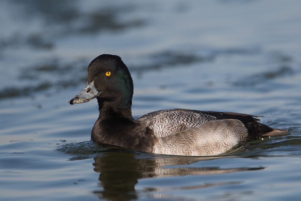 Lesser Scaup (Aythya affinis)