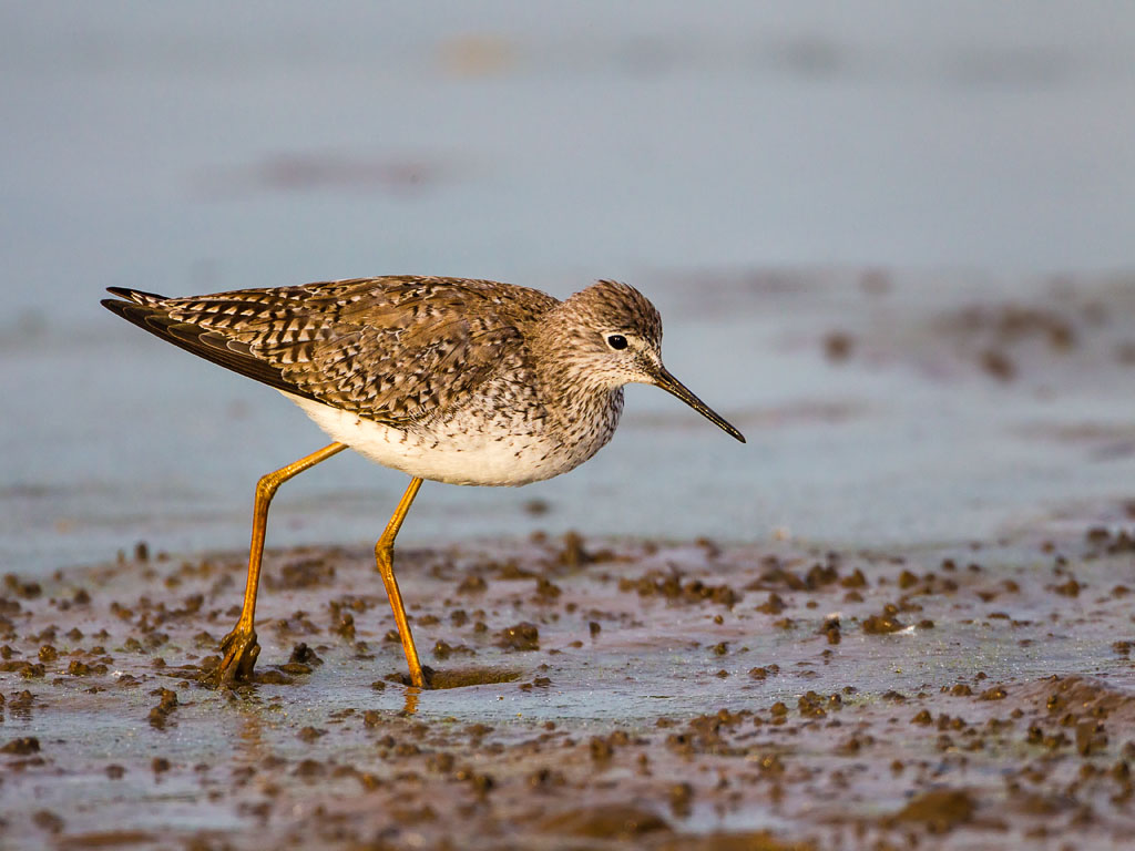 Lesser Yellowlegs (Tringa flavipes)