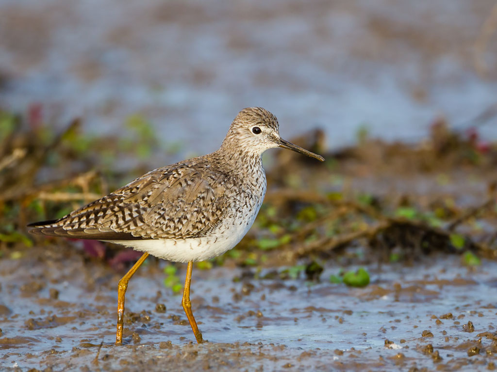 Lesser Yellowlegs (Tringa flavipes)