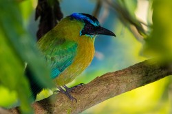 Lesson's Motmot (Momotus lessonii lessonii)