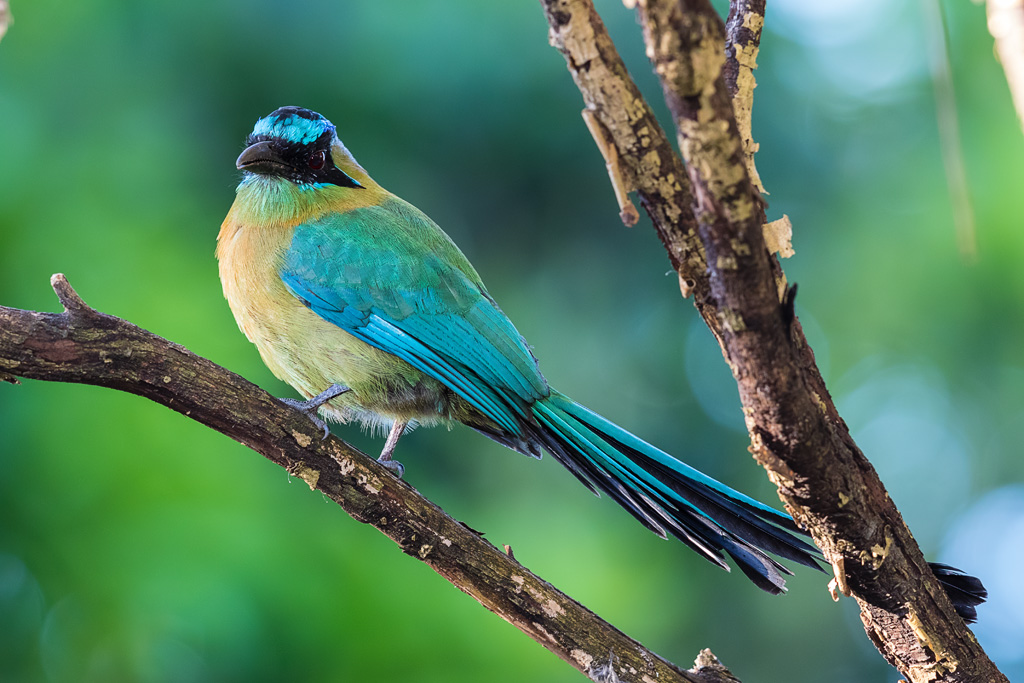 Lesson's Motmot (Momotus lessonii lessonii)